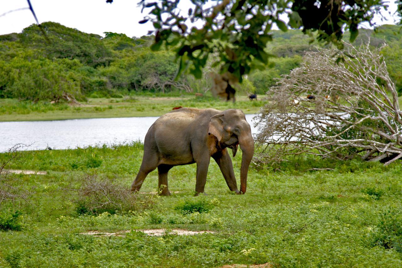 The Yala Adventure Hotel Tissamaharama Exterior foto